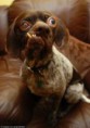 /album/fotogallerij/hond-ribery-jpg/